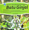 Tanaman Obat Paling Favorit Penghancur Batu Ginjal